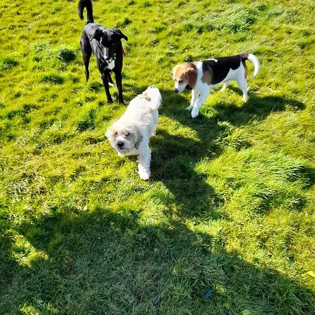 Shadowvale E34x773 Tipperary