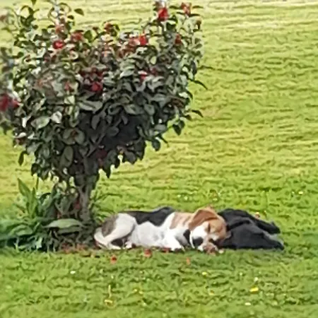 Shadowvale Bed and breakfast Tipperary