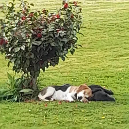 Shadowvale E34x773 Bed & Breakfast Tipperary