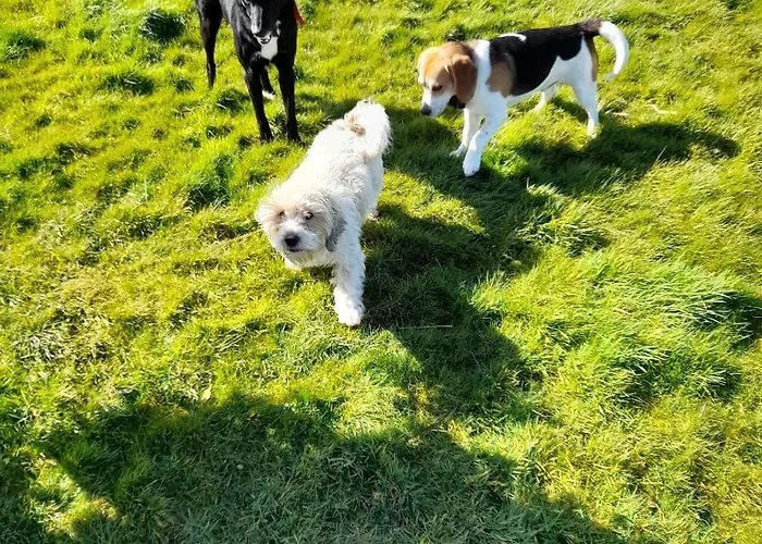 Shadowvale E34x773 Tipperary