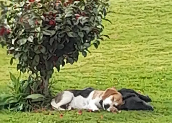 Shadowvale E34x773 Couette-café Tipperary